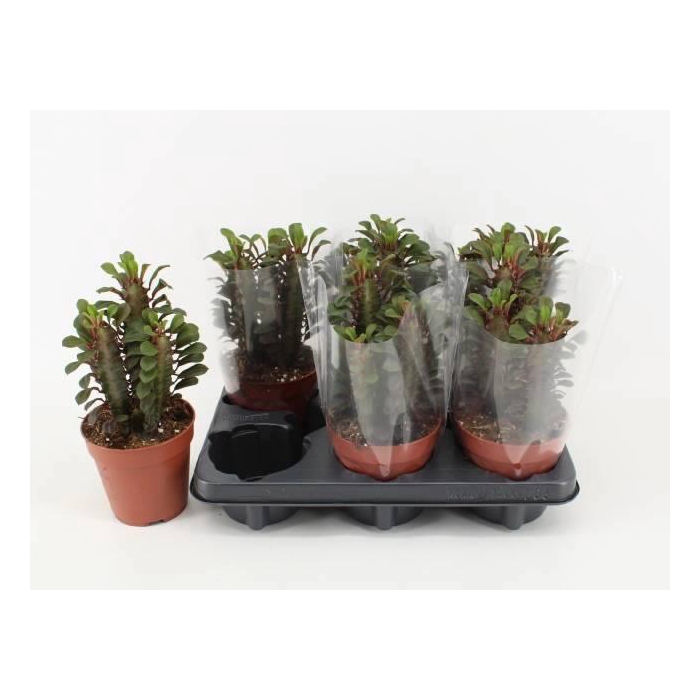 <h4>EUPHOR TRIG RUBRA</h4>