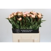 Paeonia Florence Nicholls