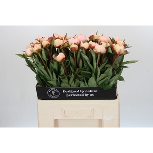 Paeonia Florence Nicholls