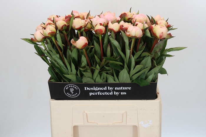 <h4>Paeonia Florence Nicholls</h4>