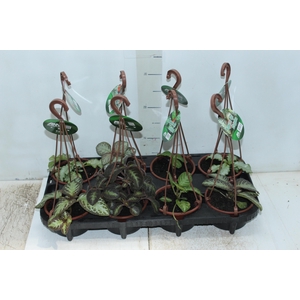 EPISCIA C13 VARIADO