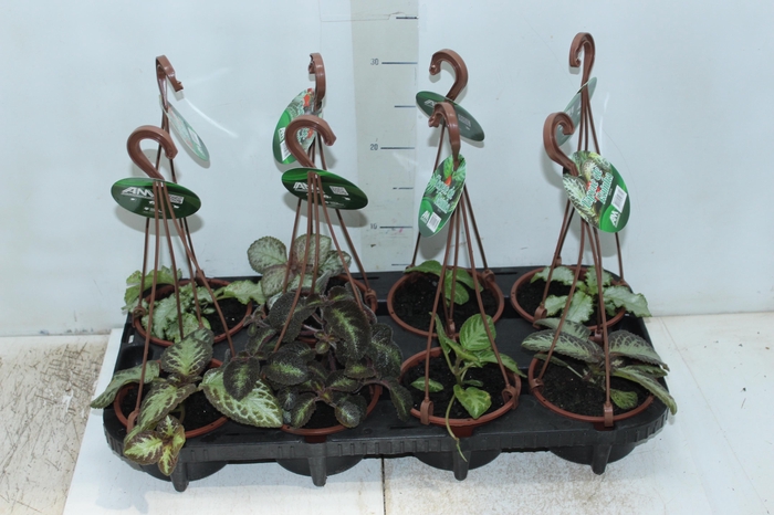 EPISCIA C13 VARIADO