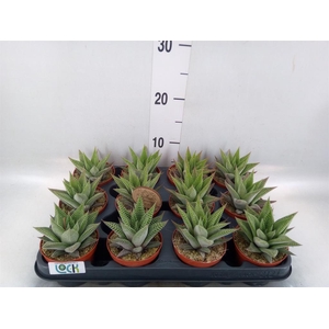 Haworthia limifolia 'Spider White'