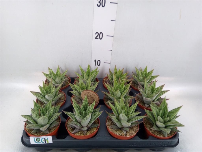 <h4>Haworthia limifolia 'Spider White'</h4>