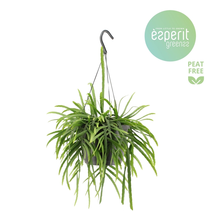 <h4>Lepismium Bolivianum hangpot</h4>