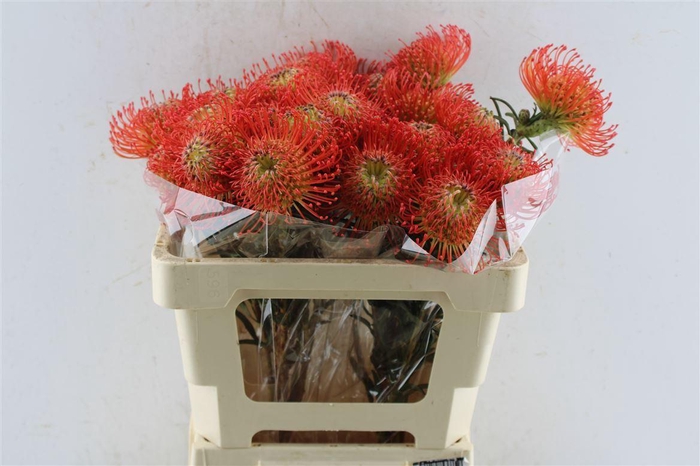 <h4>Leuco Co Succession</h4>