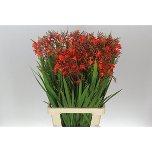 Crocosmia Ov Red A2