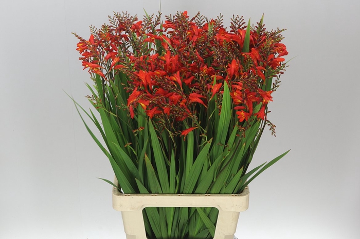 <h4>Crocosmia Ov Red A2</h4>