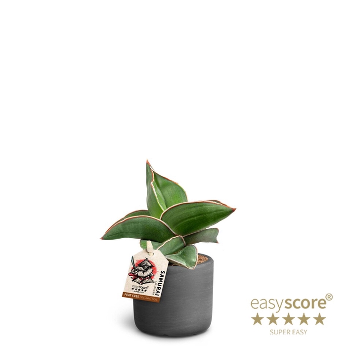 SANSEVIERIA EHRENBERGII