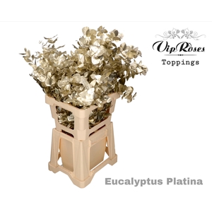 Euca Cinerea Platina 300gr