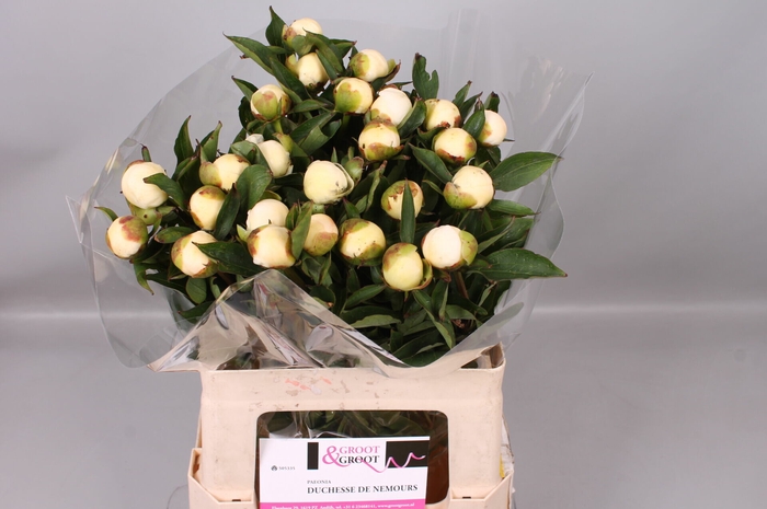 <h4>Paeonia Duchesse De Nemours</h4>