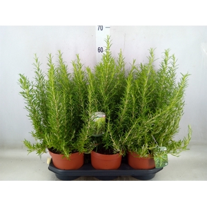 Rosmarinus officinalis   ...