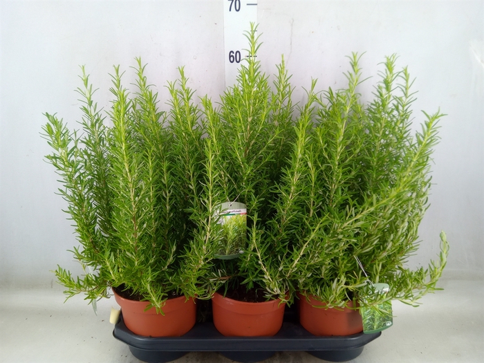 <h4>Rosmarinus officinalis   ...</h4>