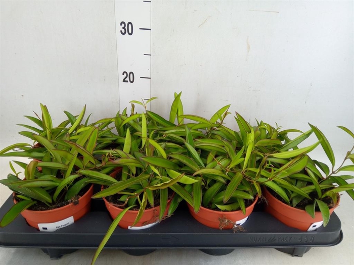 <h4>Hoya wayetii</h4>