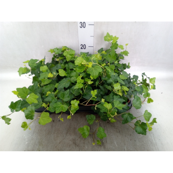 <h4>Hedera helix   ...</h4>