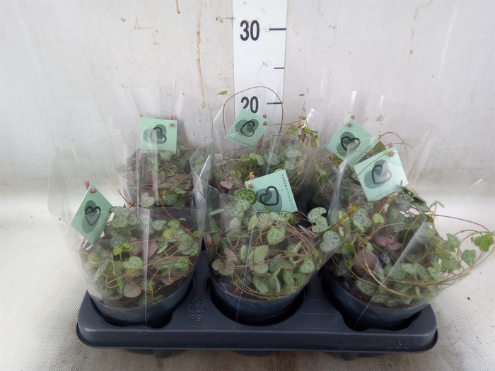 <h4>Ceropegia woodii ssp. woodii</h4>