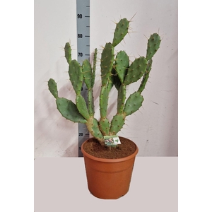 OPUNTIA