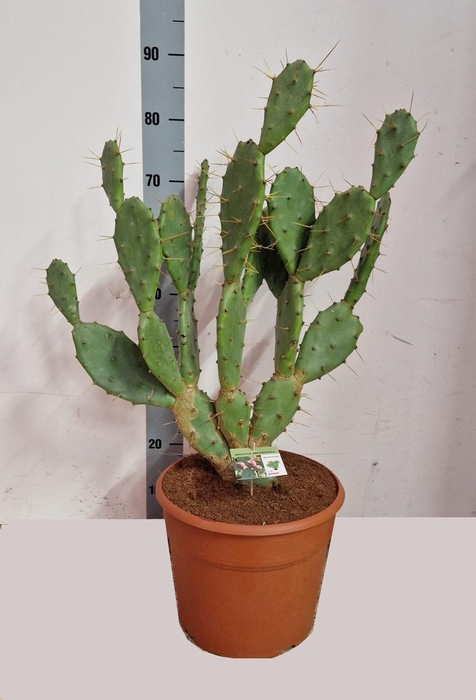 <h4>OPUNTIA</h4>