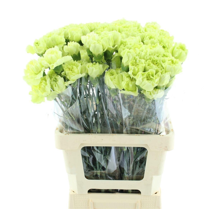 <h4>DI ST CELTIC GREEN</h4>