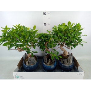 Bonsai   ...mix