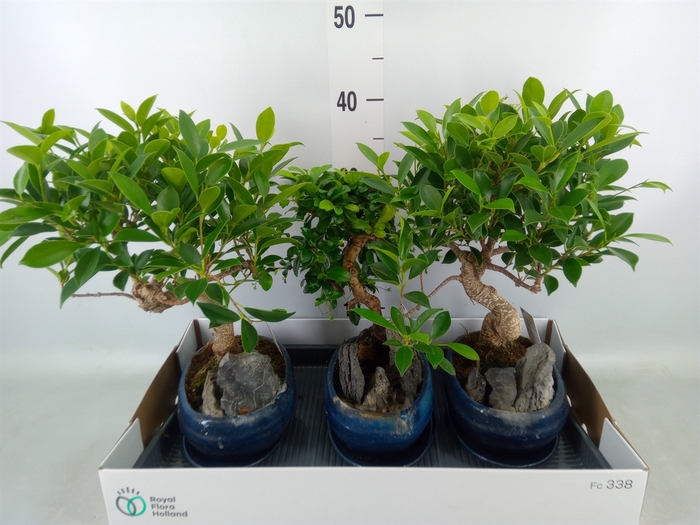 <h4>Bonsai   ...mix</h4>