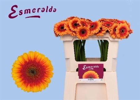 <h4>Ge Mi Wakita 07 CM,(NL),MPS A,(20)</h4>