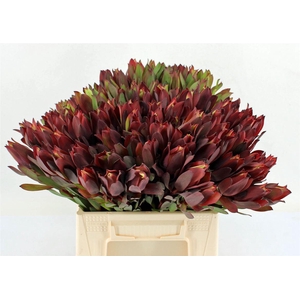 Leucad Senorita 40cm