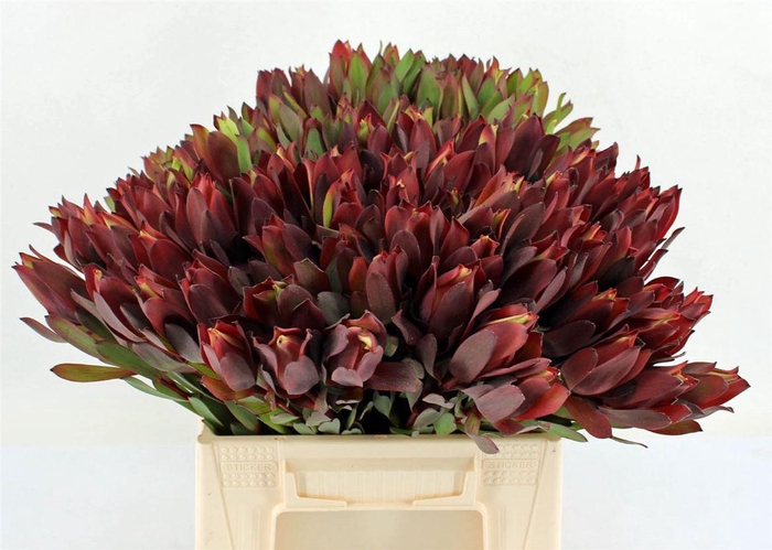 <h4>Leucad Senorita 40cm</h4>