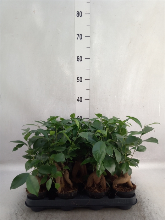 <h4>Ficus microcarpa 'Ginseng'</h4>