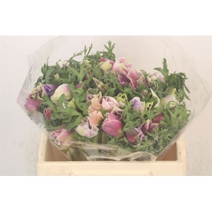 Anemone Mistral Cenere