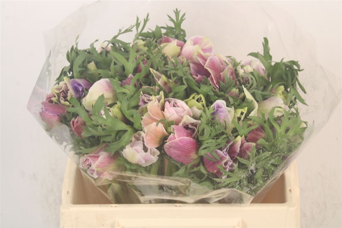 <h4>Anemone Mistral Cenere</h4>