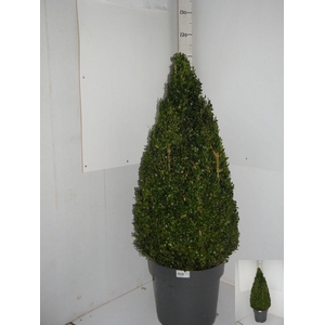BUXU SEMPERVIRENS