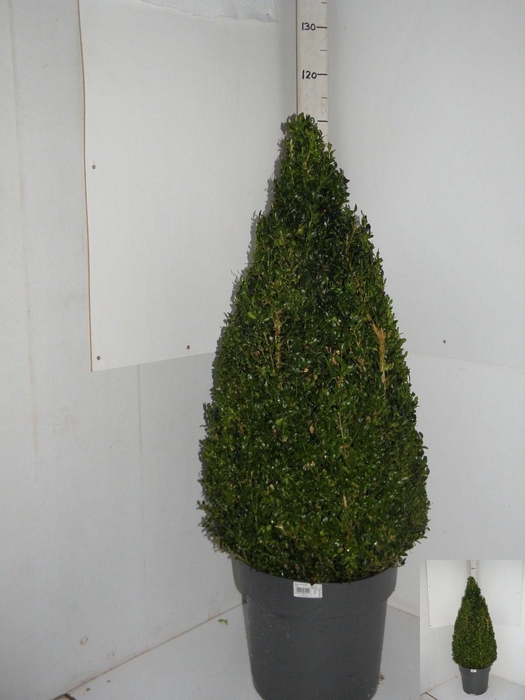 <h4>BUXU SEMPERVIRENS</h4>