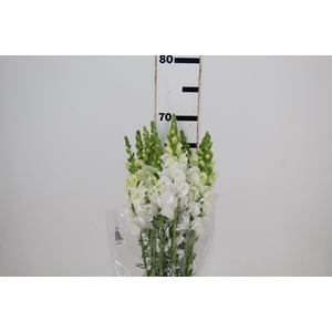 BOCA DE LEAO POTOMAC WHITE 070 CM