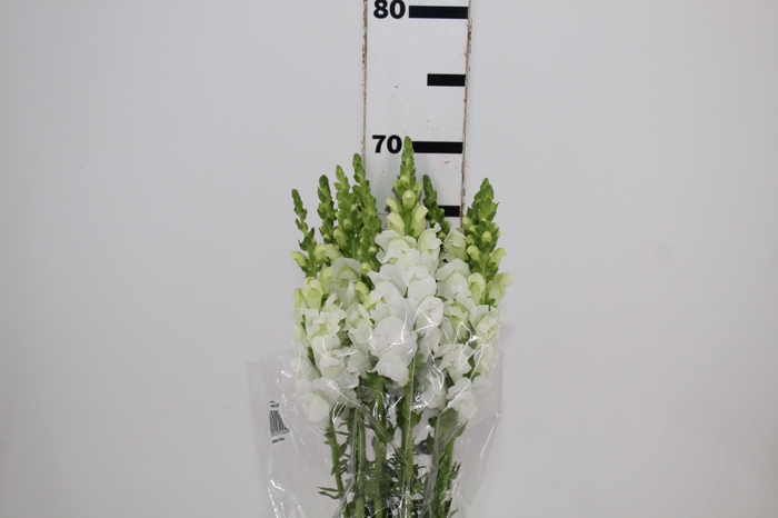 <h4>BOCA DE LEAO POTOMAC WHITE 070 CM</h4>