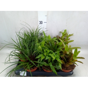 Bromelia   ...mix