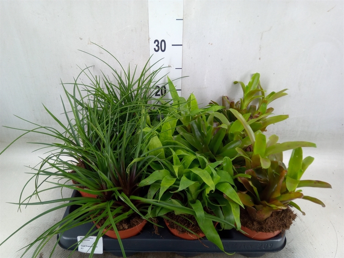 <h4>Bromelia   ...mix</h4>
