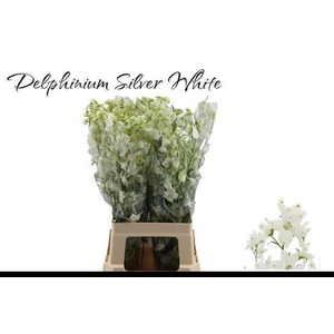 DELPH EN M SIL WHITE