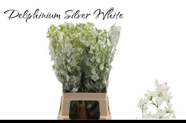 <h4>DELPH EN M SIL WHITE</h4>