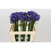 Agapanthus Uri