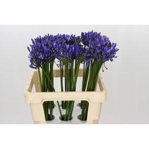 Agapanthus Uri