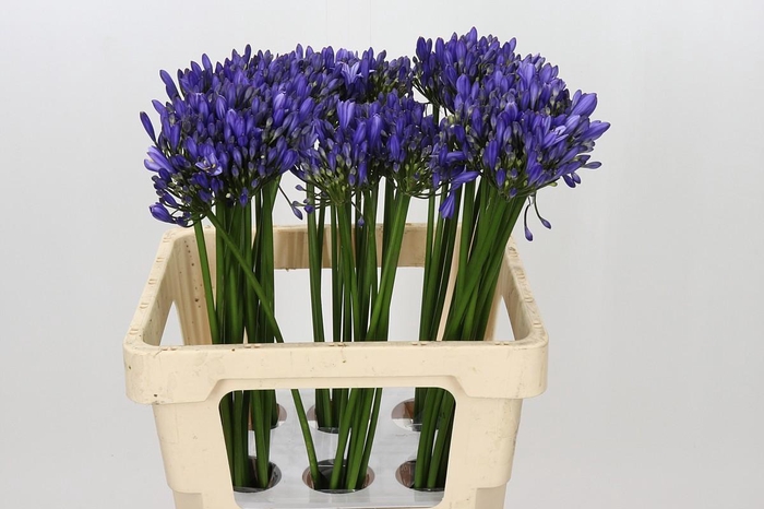 <h4>Agapanthus Uri</h4>