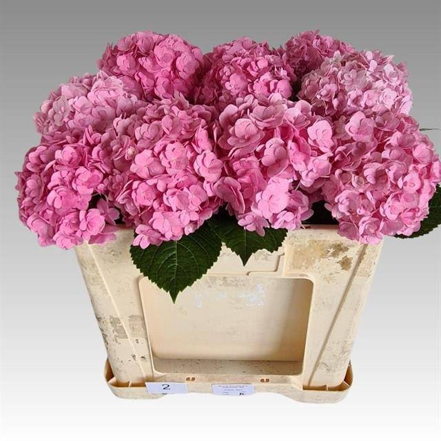 <h4>HYDR M ADORA PINK</h4>