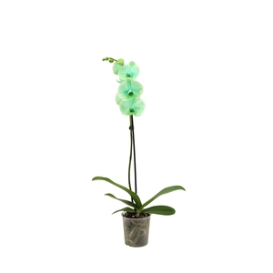 Phal I Am Green 1T9+