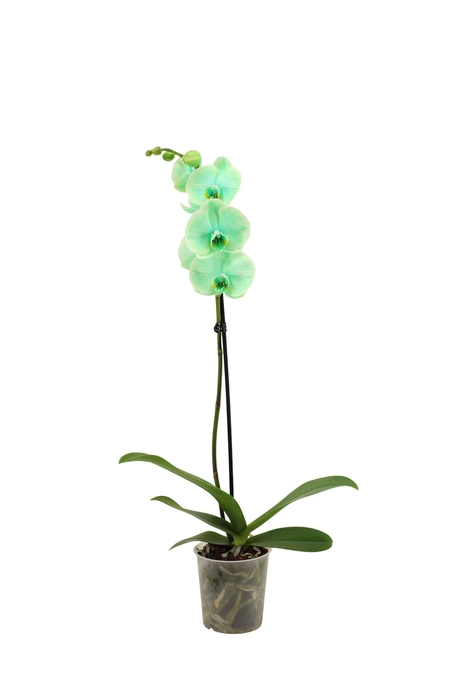 <h4>Phal I Am Green 1T9+</h4>