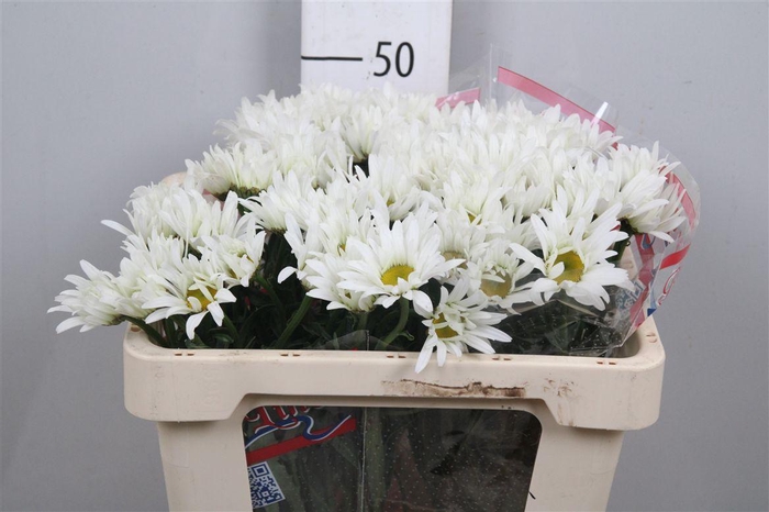 <h4>Leuc S Harmony</h4>