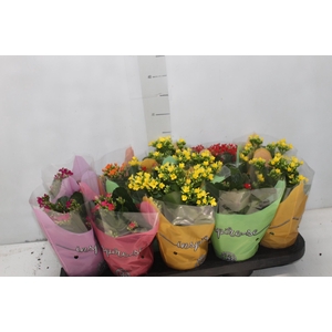 ANTHURIUM LILLI P09 PREMIUM