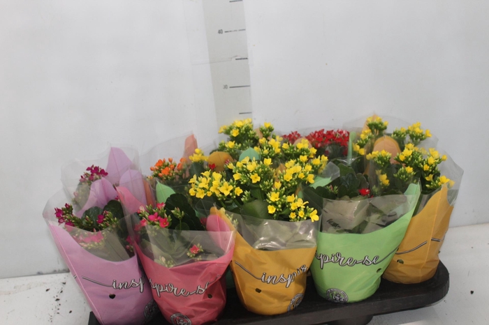 <h4>ANTHURIUM LILLI P09 PREMIUM</h4>