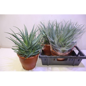 arr8 Aloe Arborescens