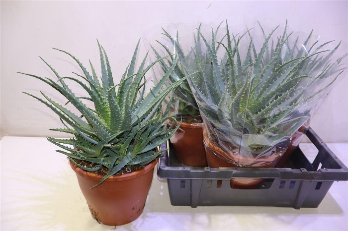 <h4>arr8 Aloe Arborescens</h4>
